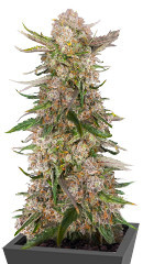 Apple Strudel Auto fem (FastBuds) семена конопли
